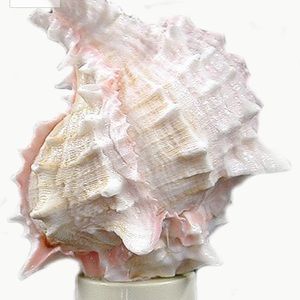 Seashell 🐚 night light